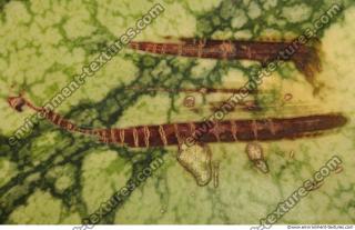 Photo Texture of Food